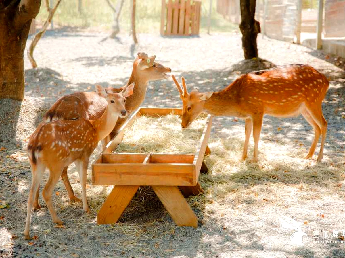 綠島梅花鹿生態園區｜近距離餵食台灣特有梅花鹿｜Sika Deer Ecological Park, Green Island
